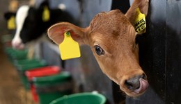 Developing the rumen for optimum calf health